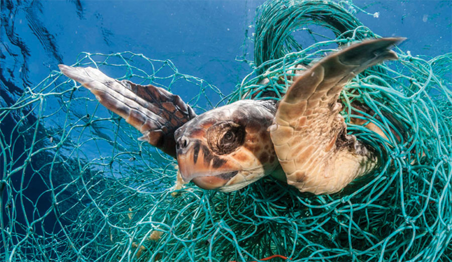 This image has an empty alt attribute; its file name is loggerhead-sea-turtle-caught-in-plastic-fishing-gear-jordi-chias-naturepl-com_.jpg